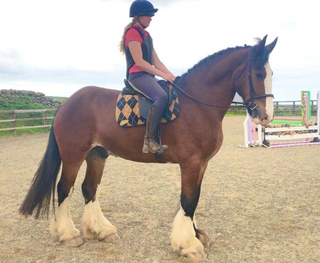 Lizara Sport Horses - Shire x Clydesdale